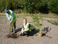 Hedges, Tree Planting, Paths